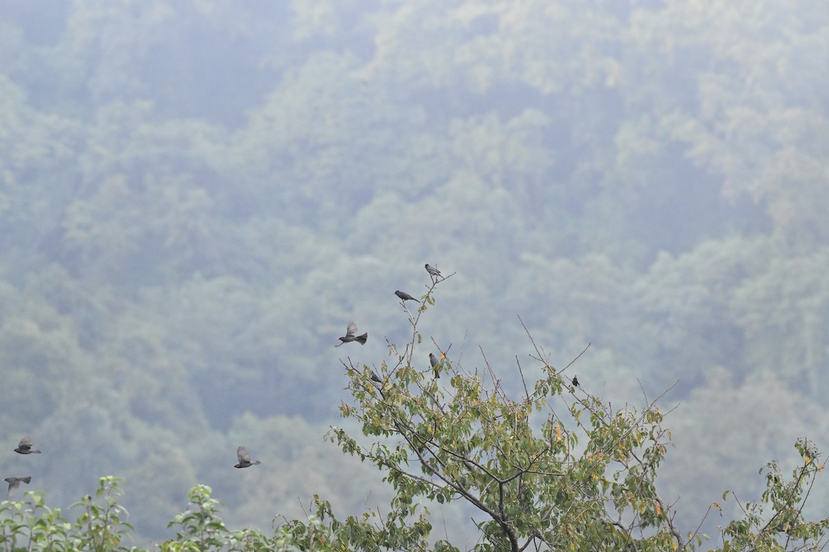 svartbylbyl - ML646959085