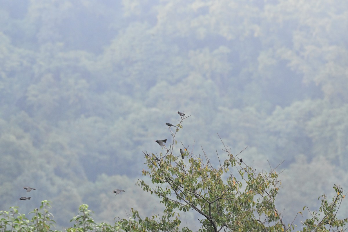 svartbylbyl - ML646959086