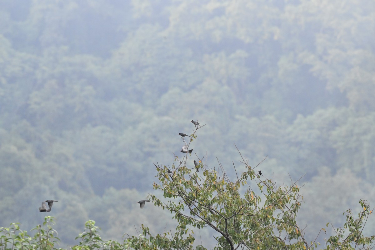 svartbylbyl - ML646959087