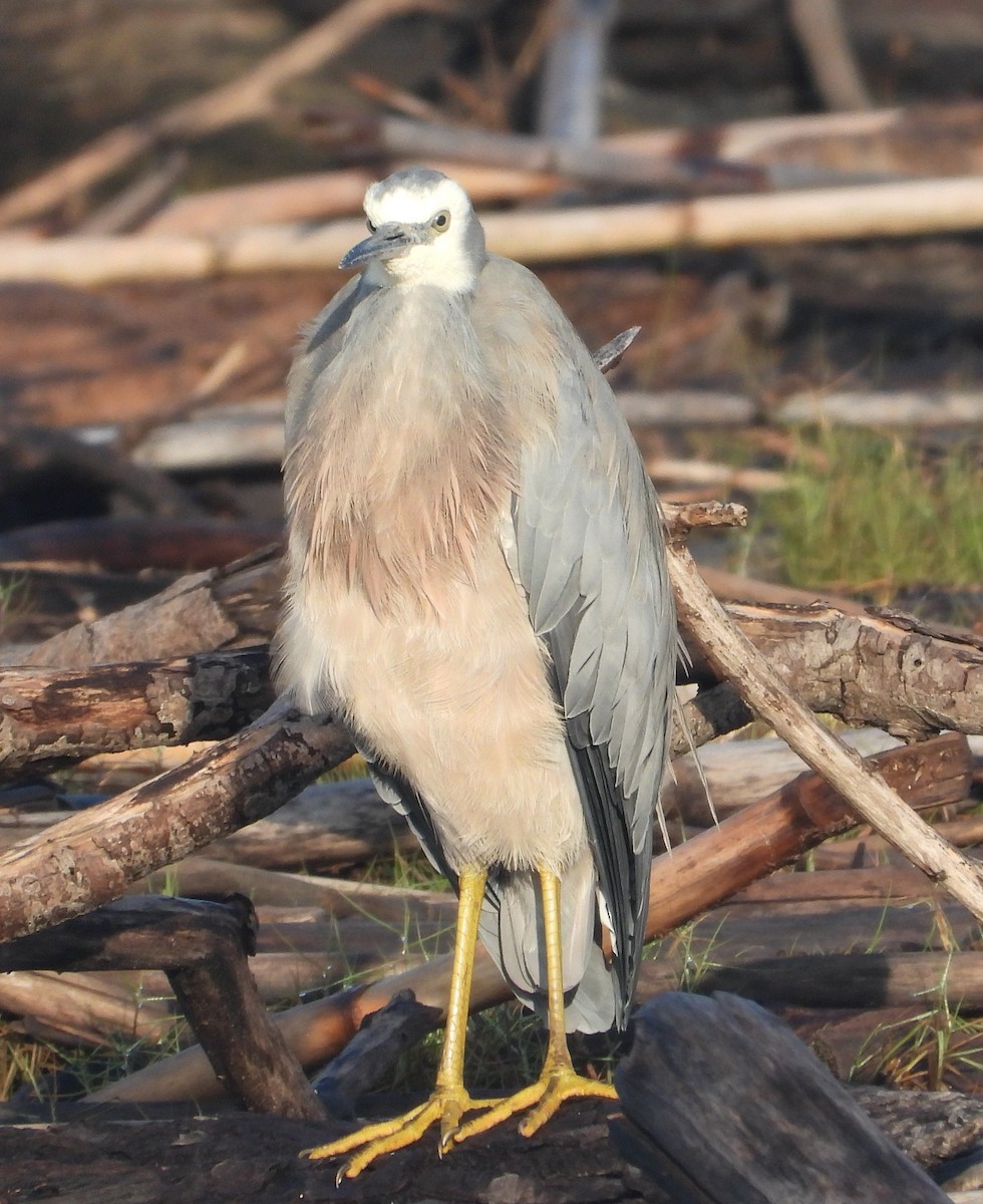 Белолицая цапля - ML646959093