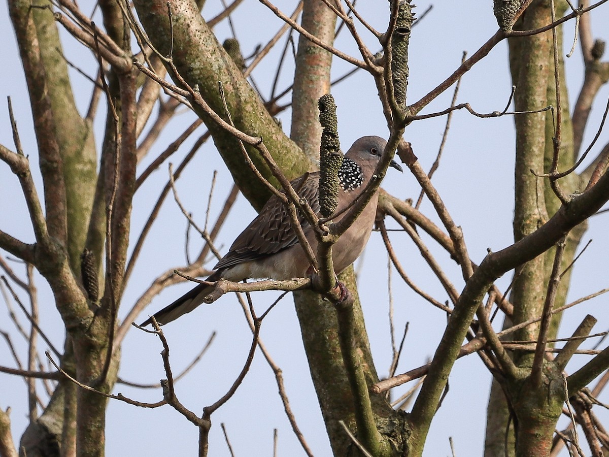 Spotted Dove - ML646959097