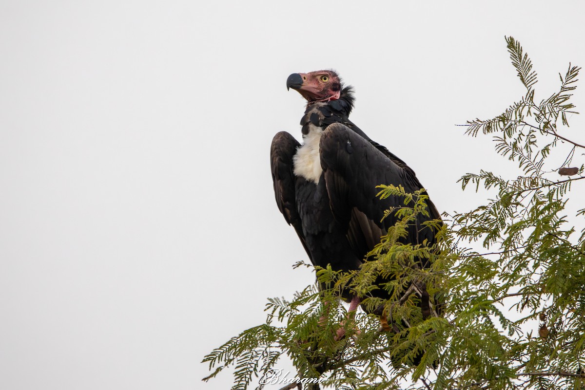 Red-headed Vulture - ML646959099