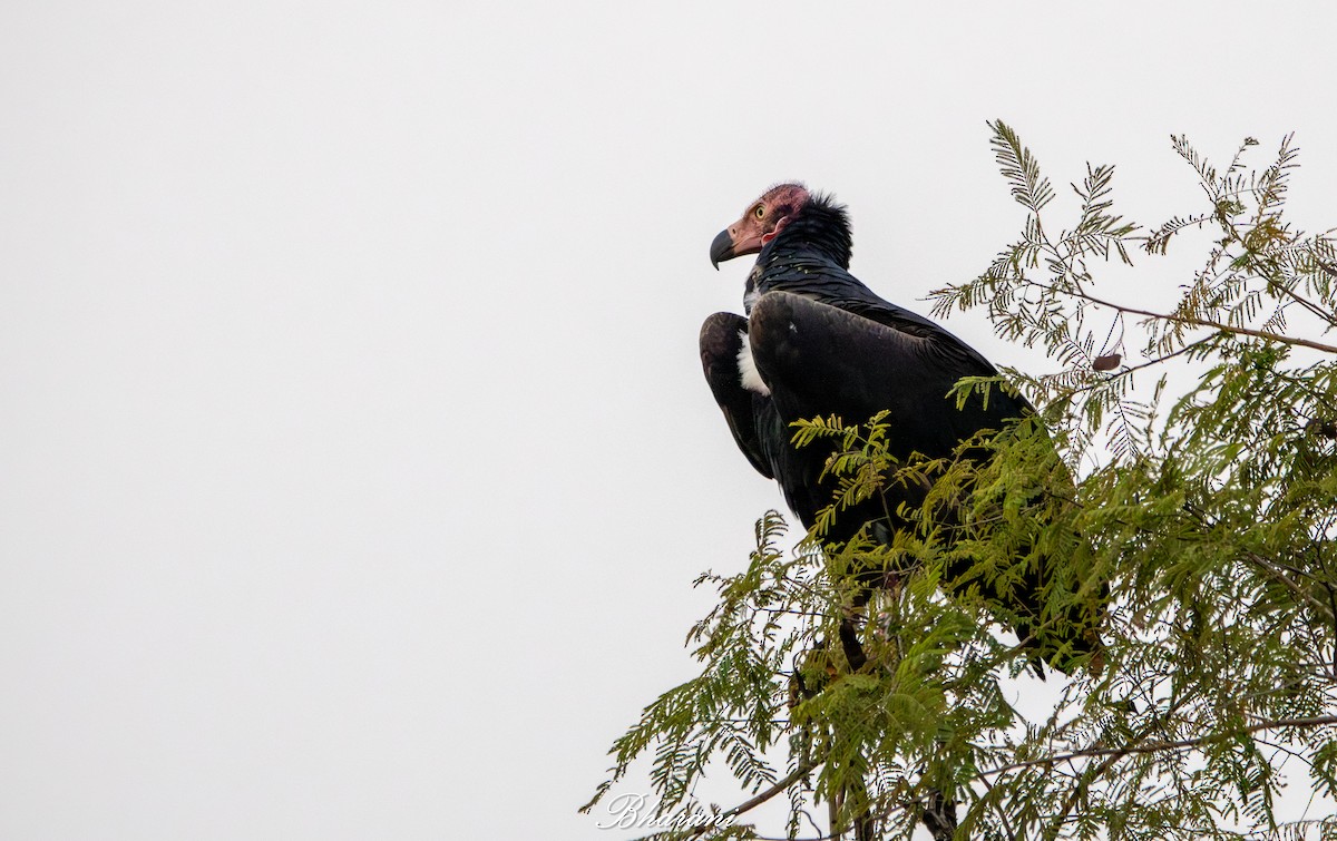 Red-headed Vulture - ML646959102