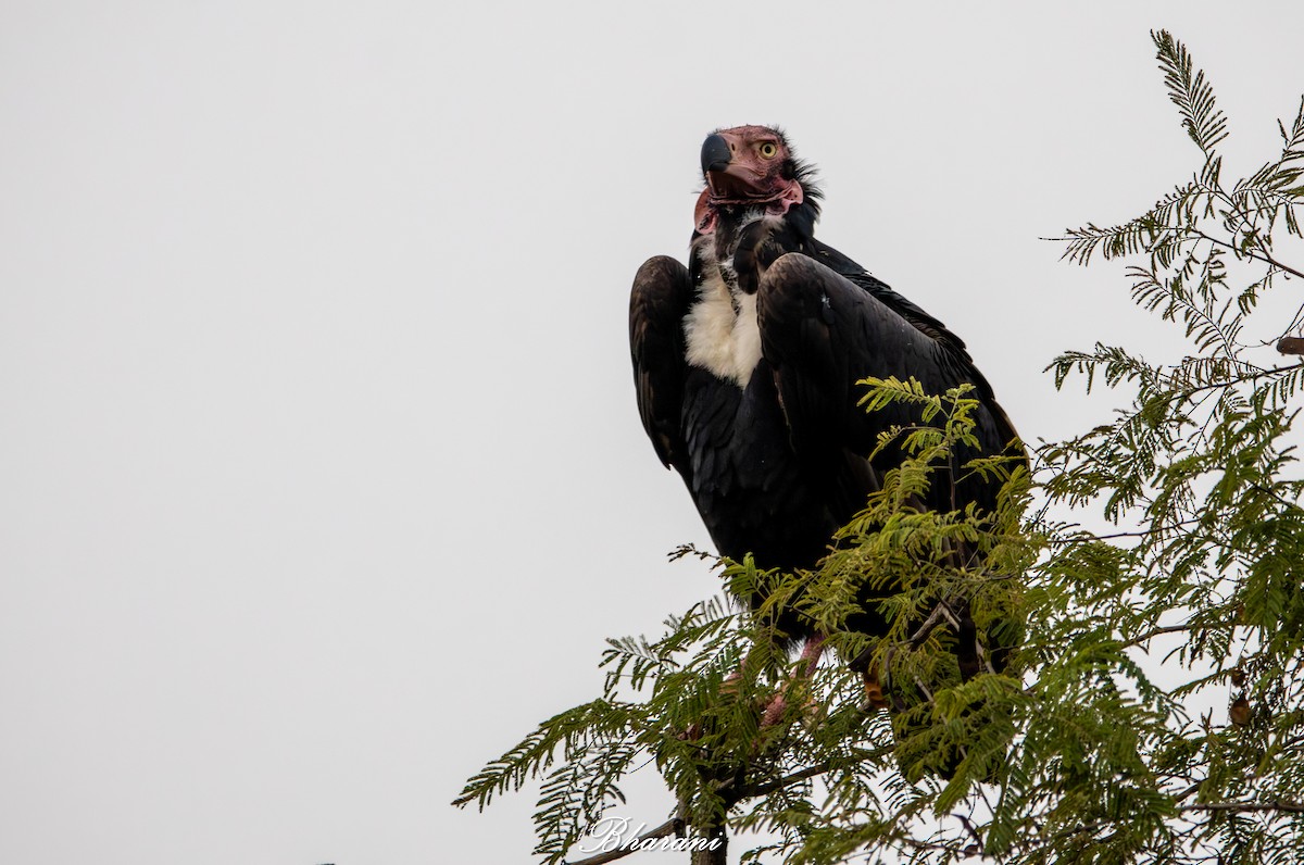 Red-headed Vulture - ML646959103