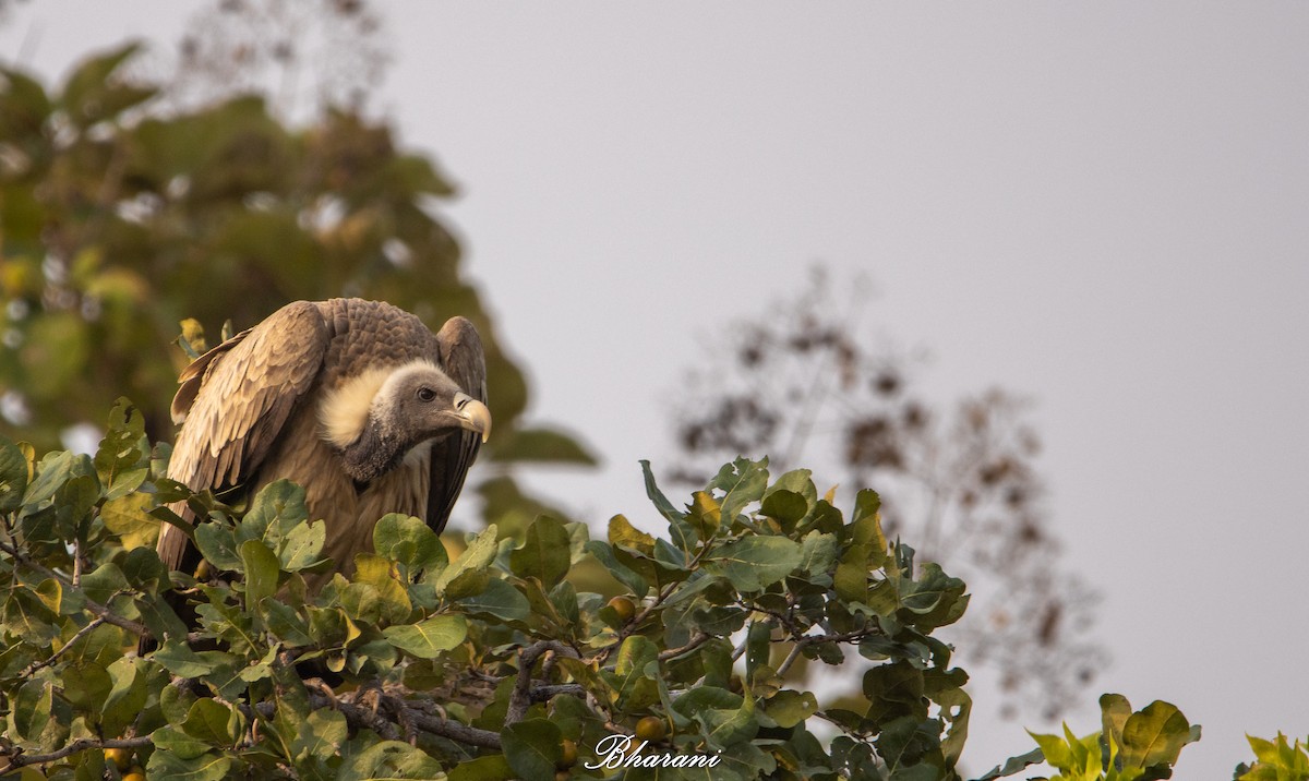 Indian Vulture - ML646959113