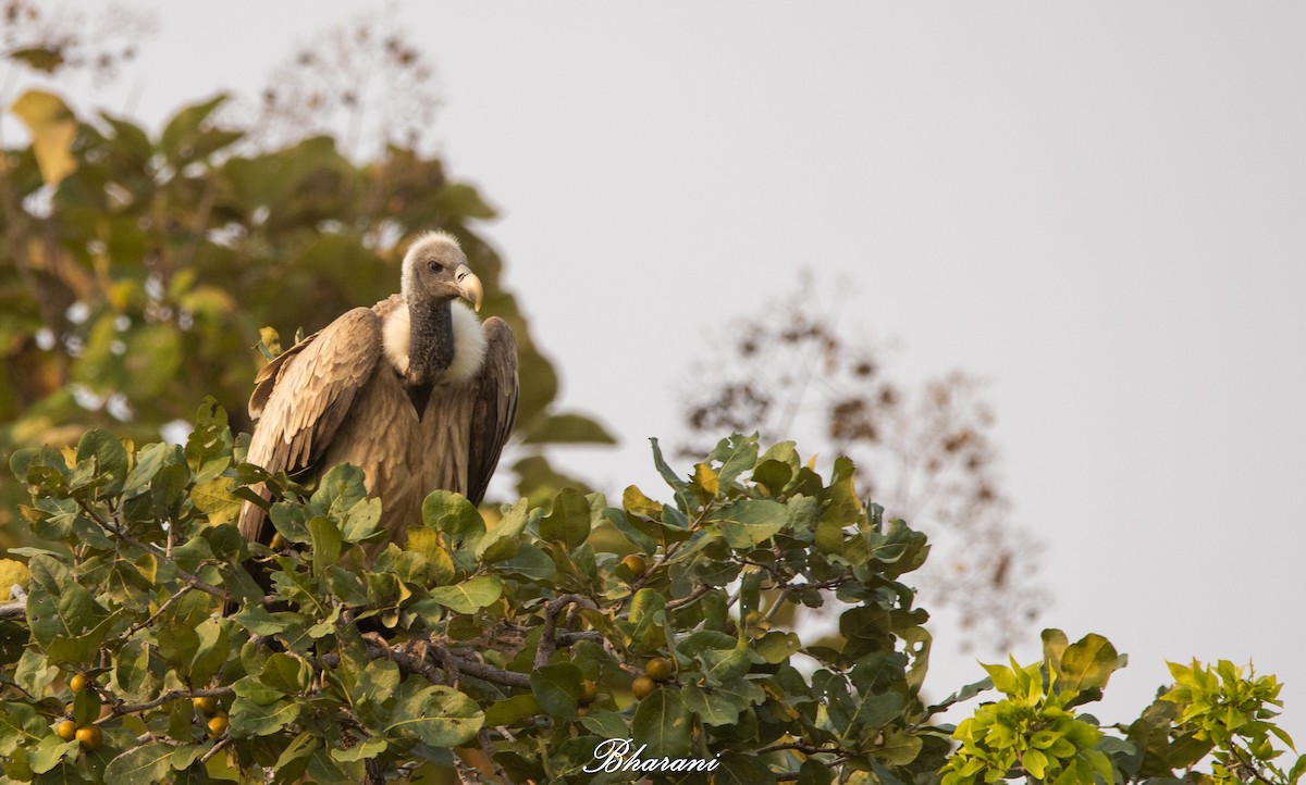 Indian Vulture - ML646959114