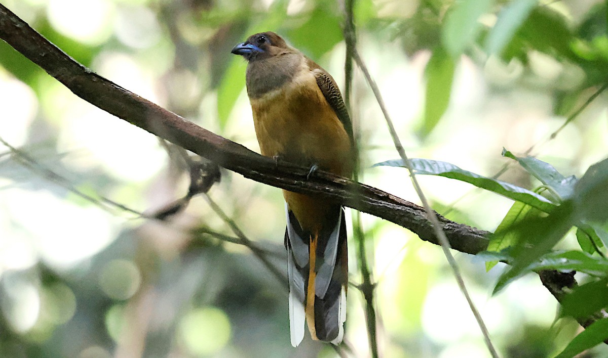 Red-naped Trogon - ML646959118