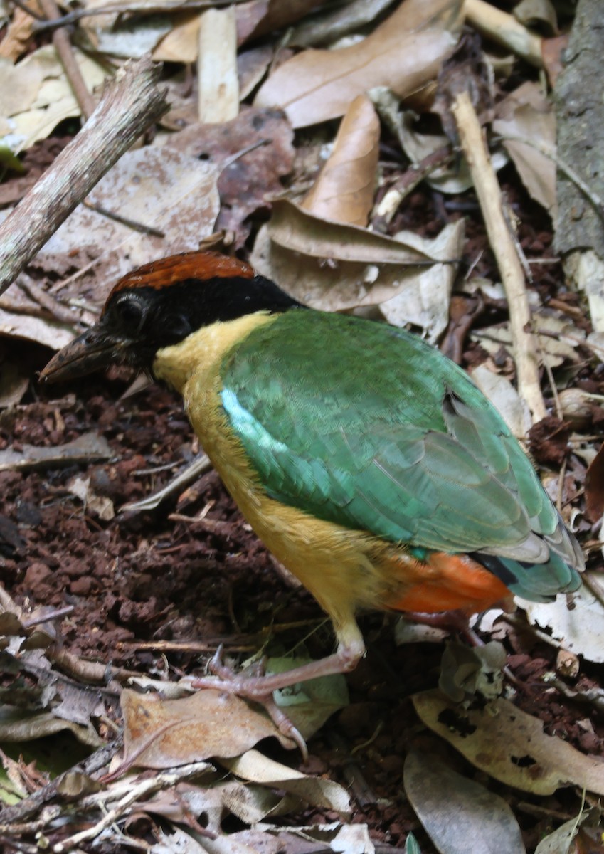 Noisy Pitta - ML646959119