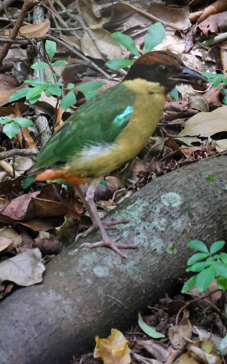 Noisy Pitta - ML646959123