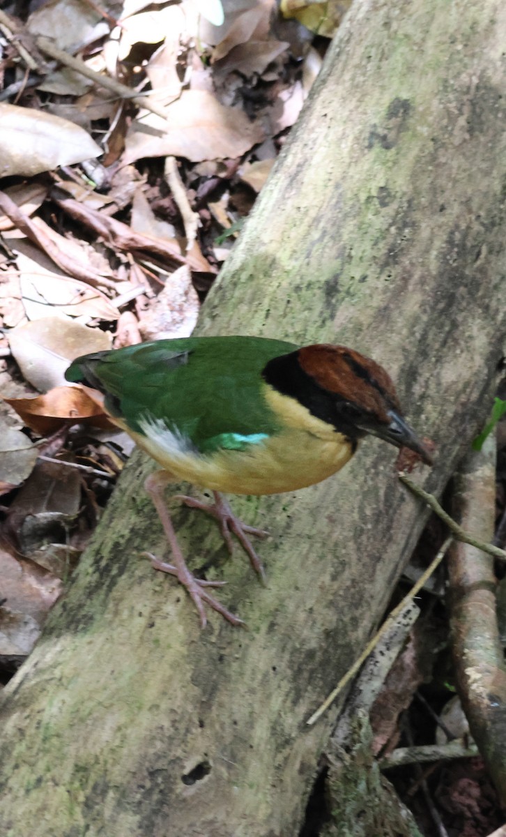 Noisy Pitta - ML646959125