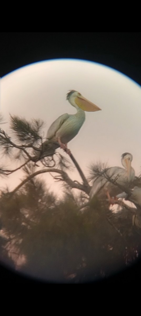 Pink-backed Pelican - ML646959131