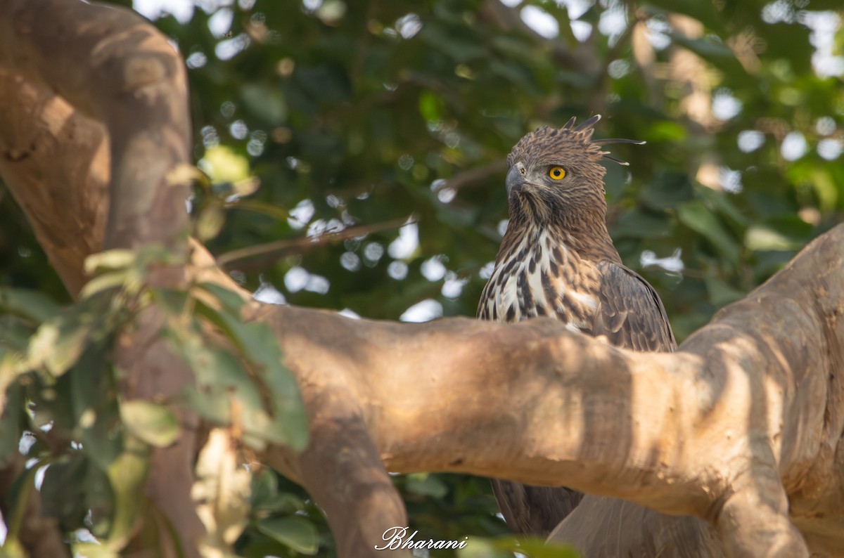 Changeable Hawk-Eagle - ML646959134