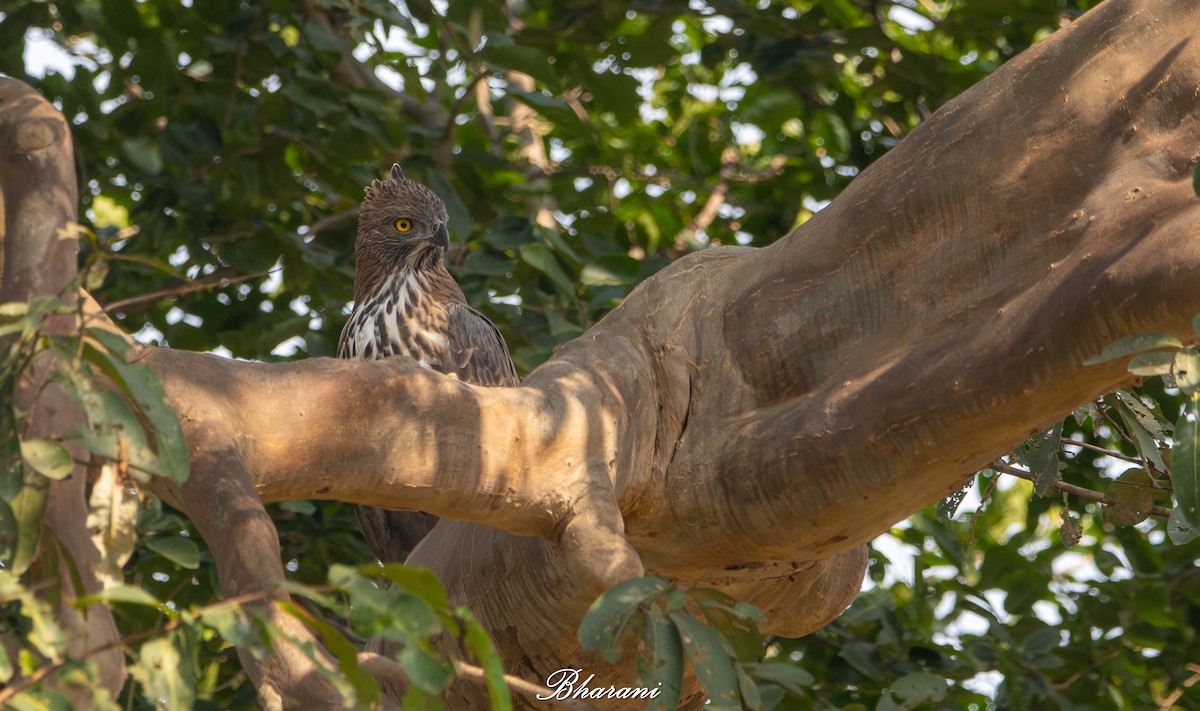 Changeable Hawk-Eagle - ML646959135