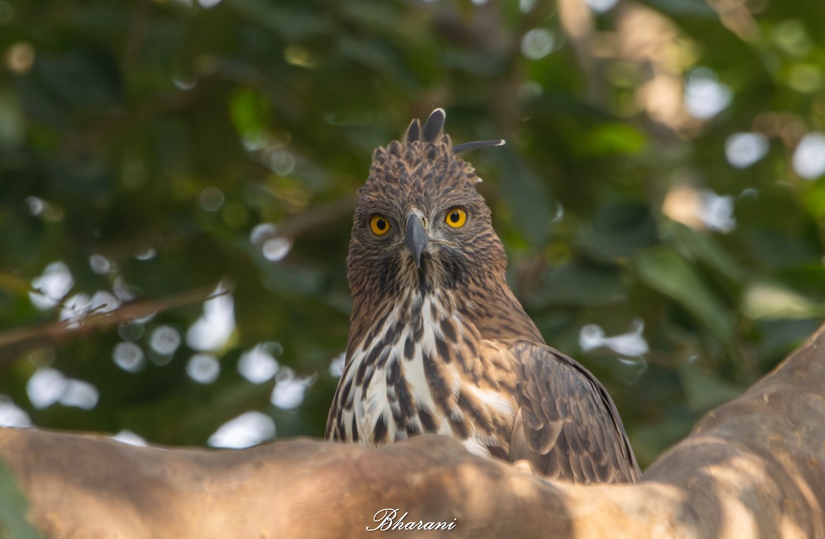 Changeable Hawk-Eagle - ML646959136