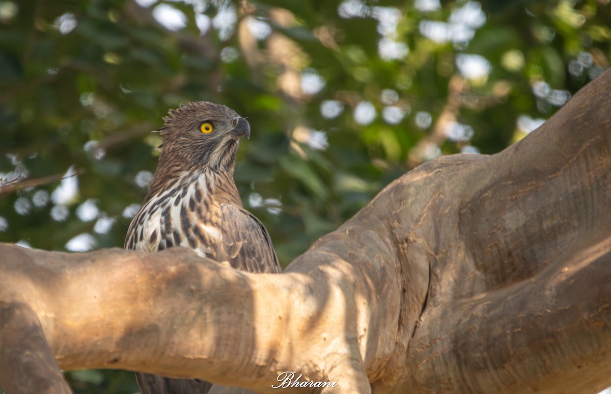 Changeable Hawk-Eagle - ML646959137