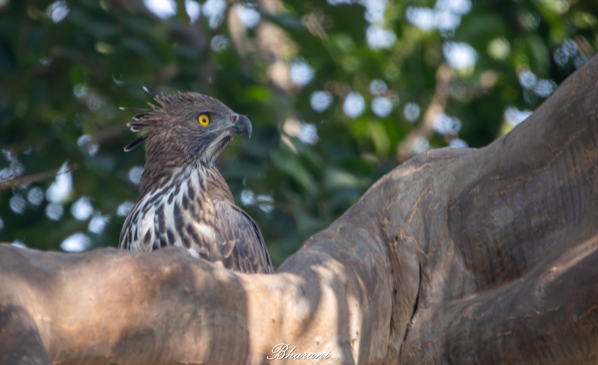 Changeable Hawk-Eagle - ML646959138
