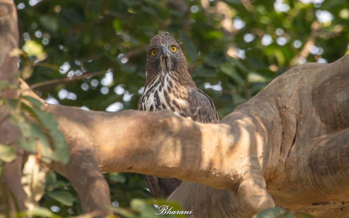 Changeable Hawk-Eagle - ML646959139