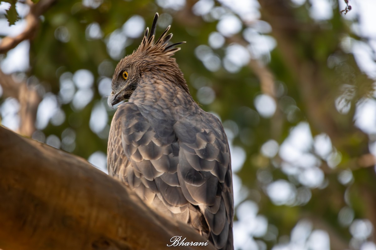 Changeable Hawk-Eagle - ML646959140