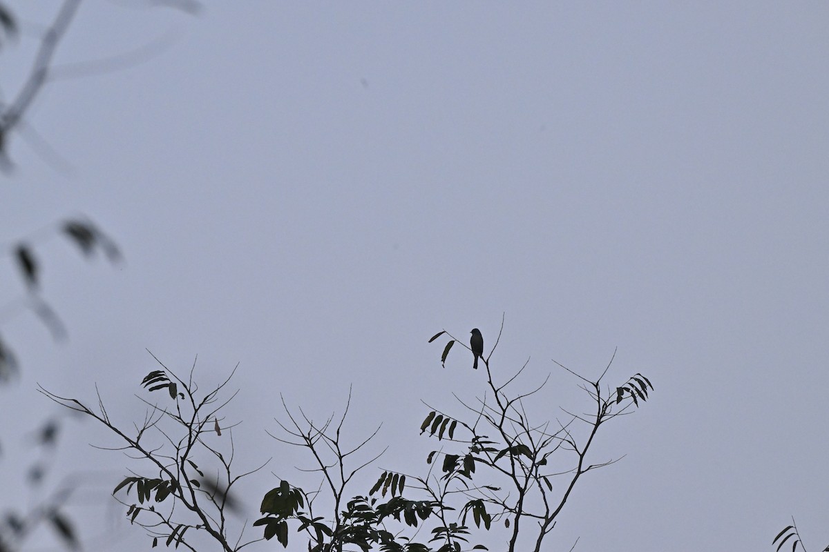 talassinfluesnapper - ML646959144