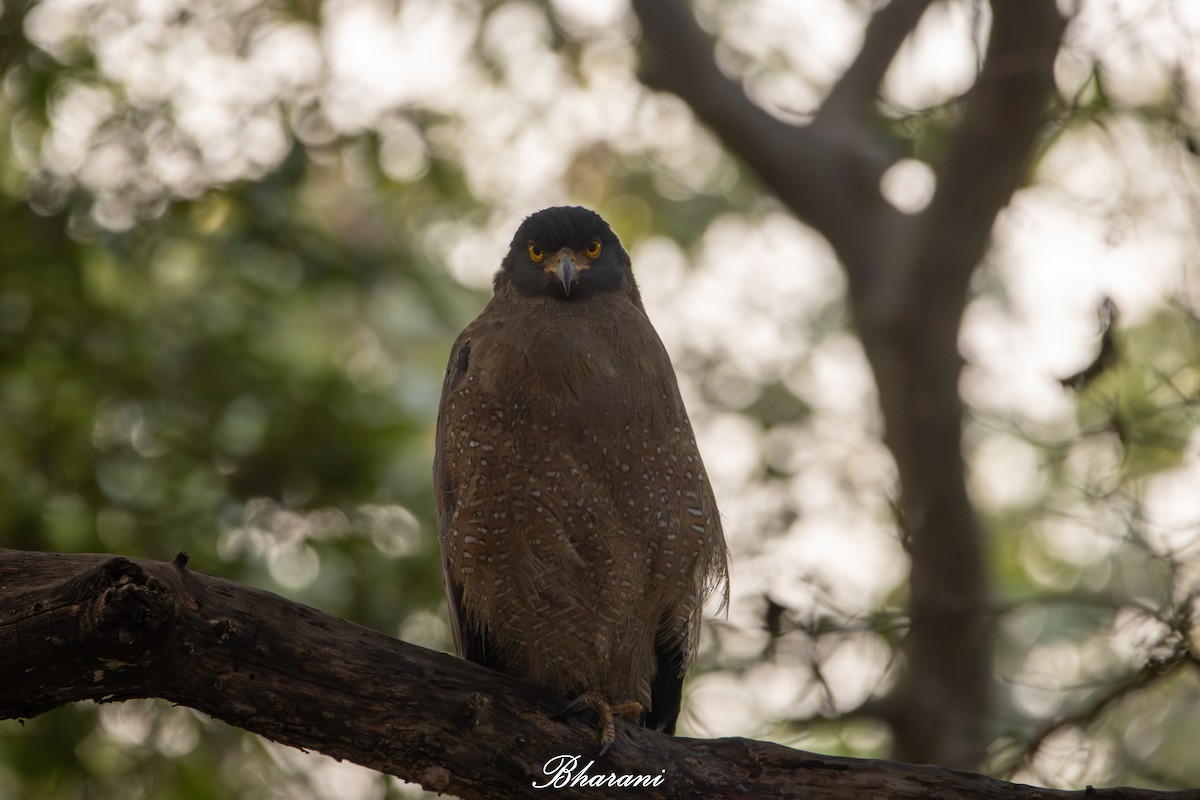 Crested Serpent-Eagle - ML646959149