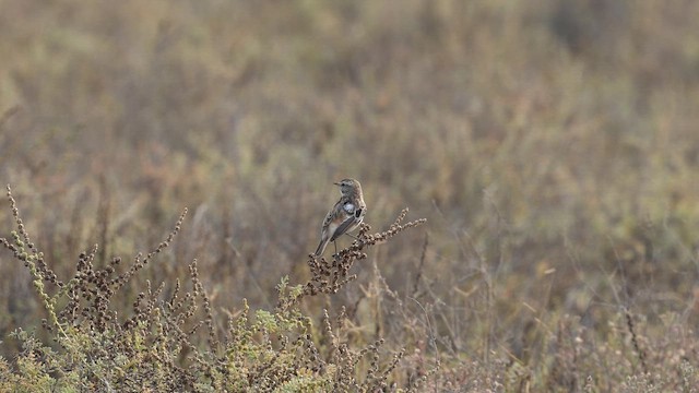 White-browed Bushchat - ML646959157
