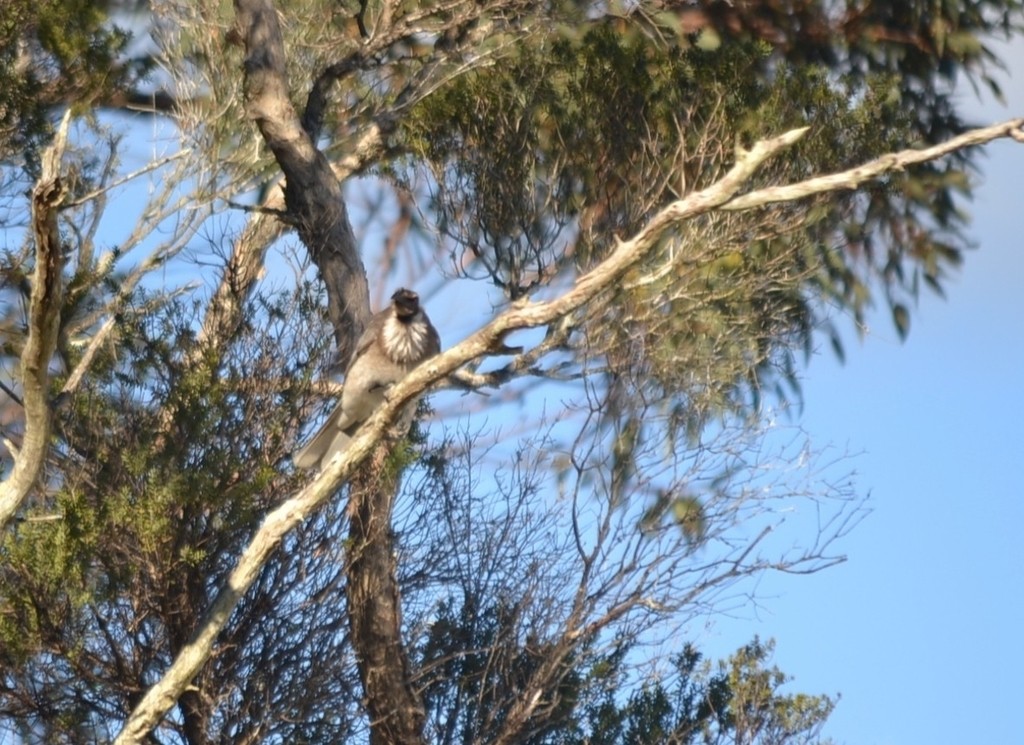 Noisy Friarbird - ML646959158