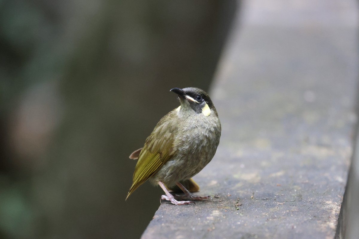 Медолюб великий - ML646959159