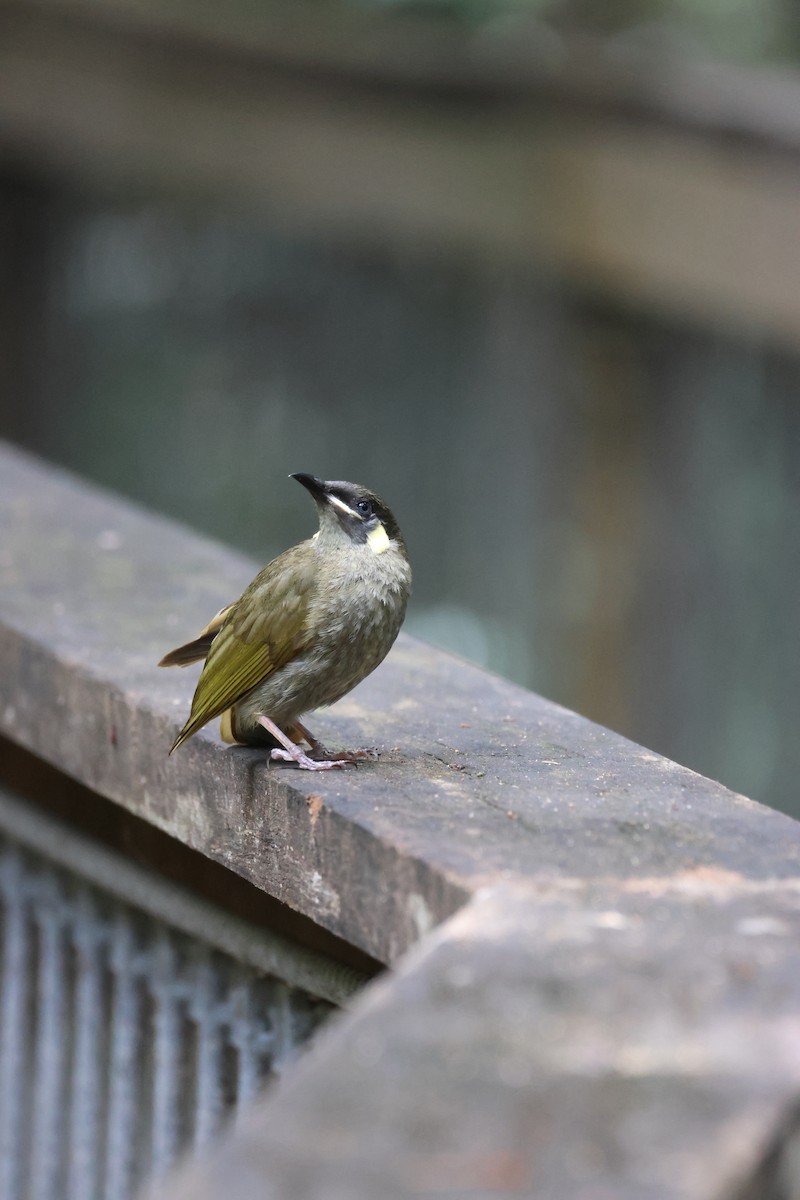 Медолюб великий - ML646959161