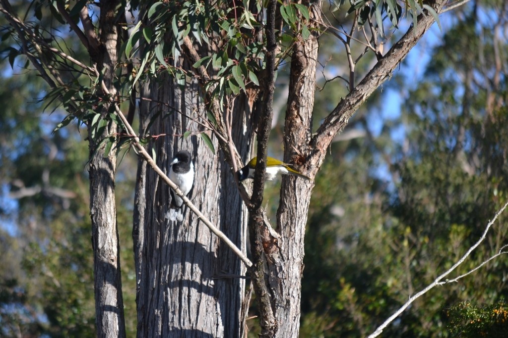 Сорочиця чорновола - ML646959167