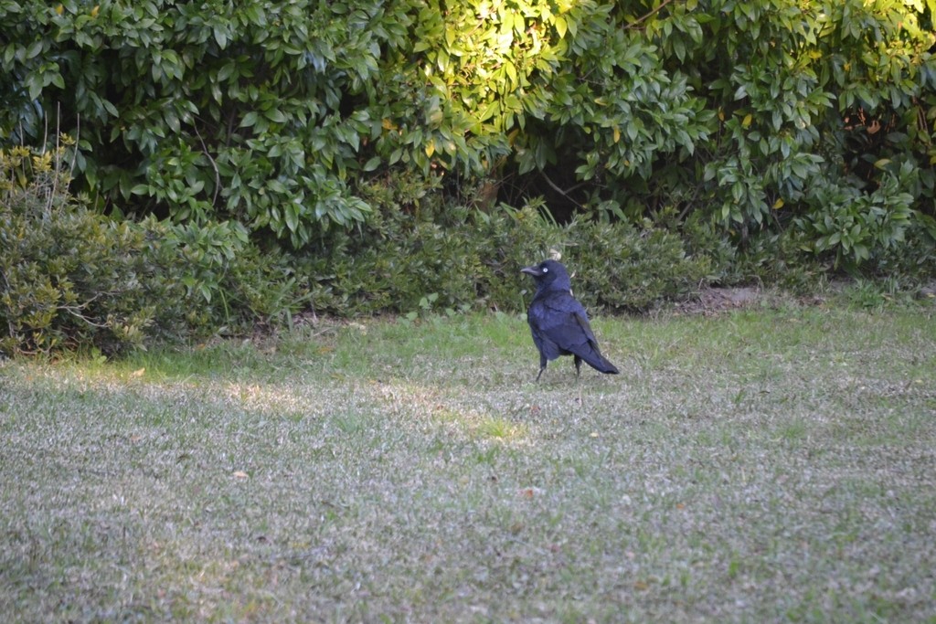 Крук австралійський - ML646959174