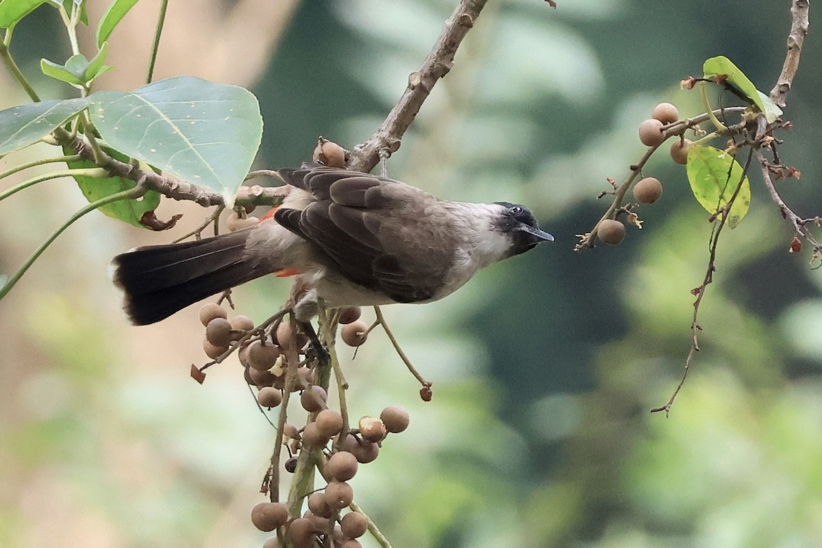 Bulbul urre-ipurdia - ML646959177