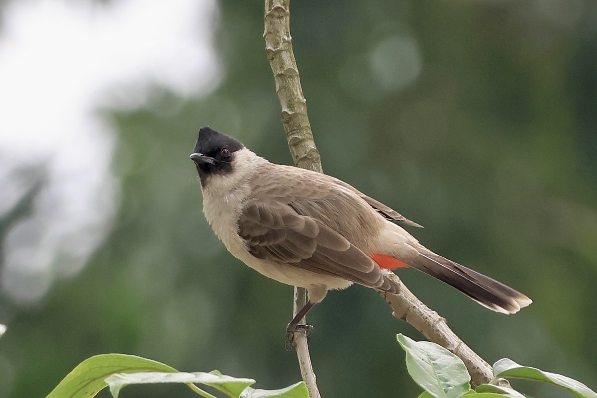 Bulbul urre-ipurdia - ML646959178