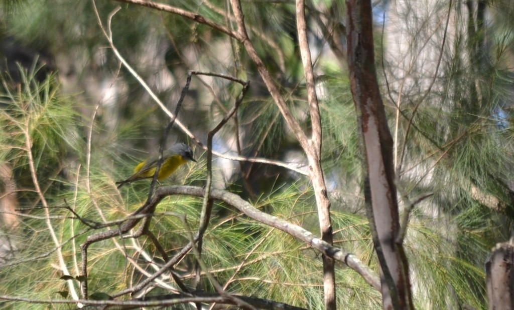 Королець жовтий - ML646959179