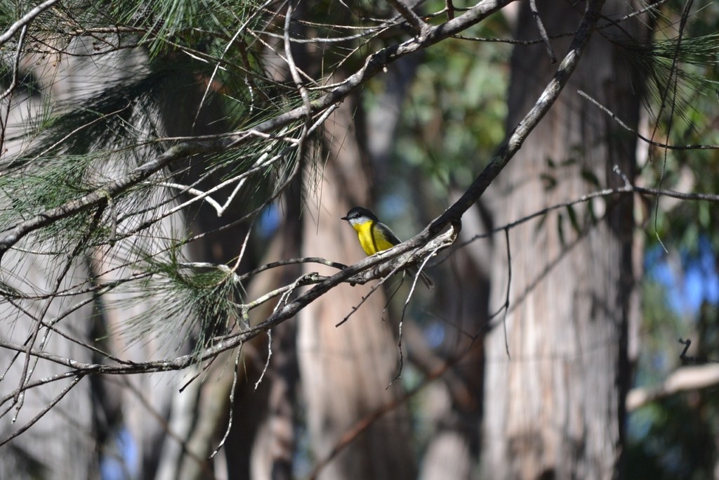 Королець жовтий - ML646959180