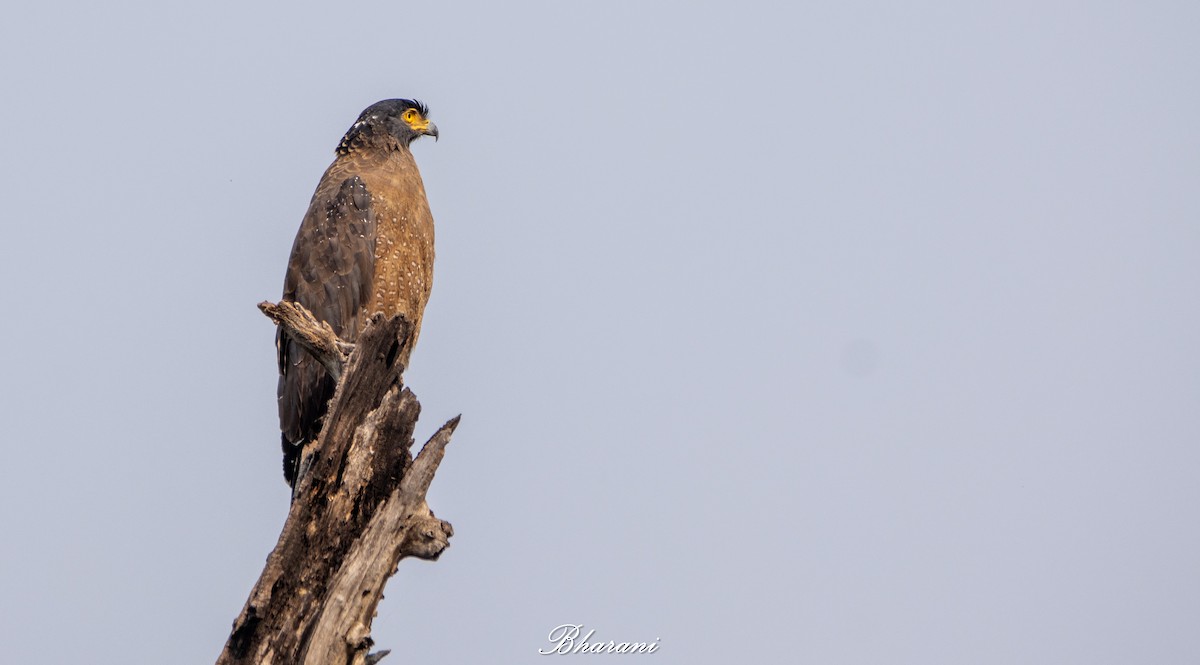 Crested Serpent-Eagle - ML646959182