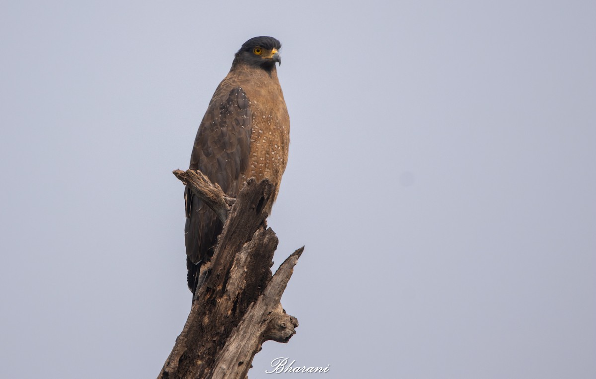 Crested Serpent-Eagle - ML646959183