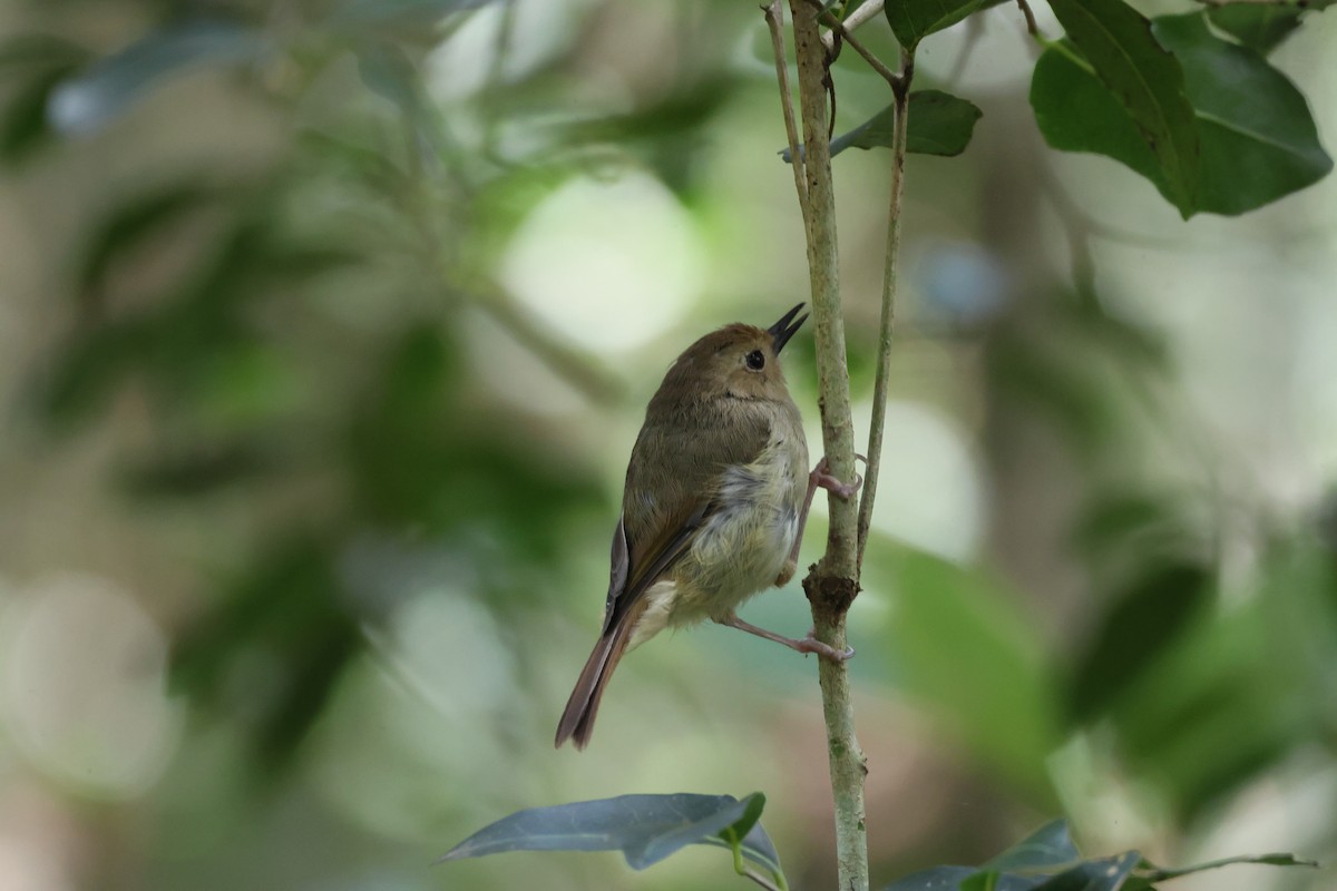 Кущовик східний - ML646959186