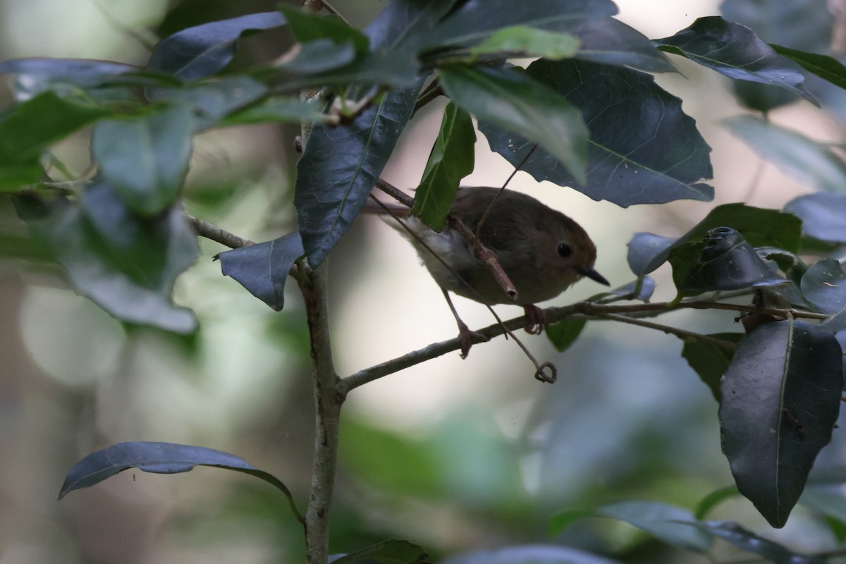 Кущовик східний - ML646959187