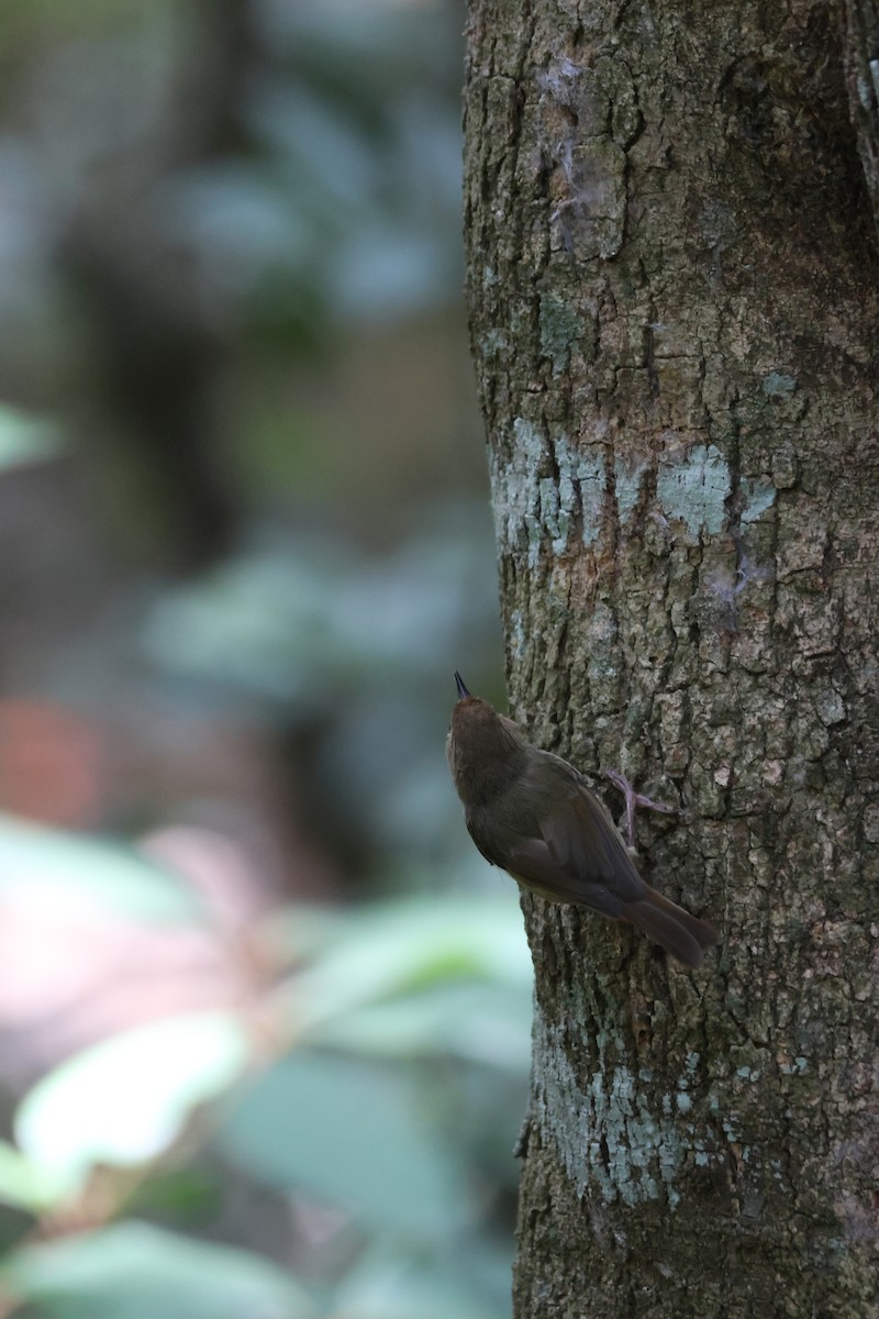 Кущовик східний - ML646959188