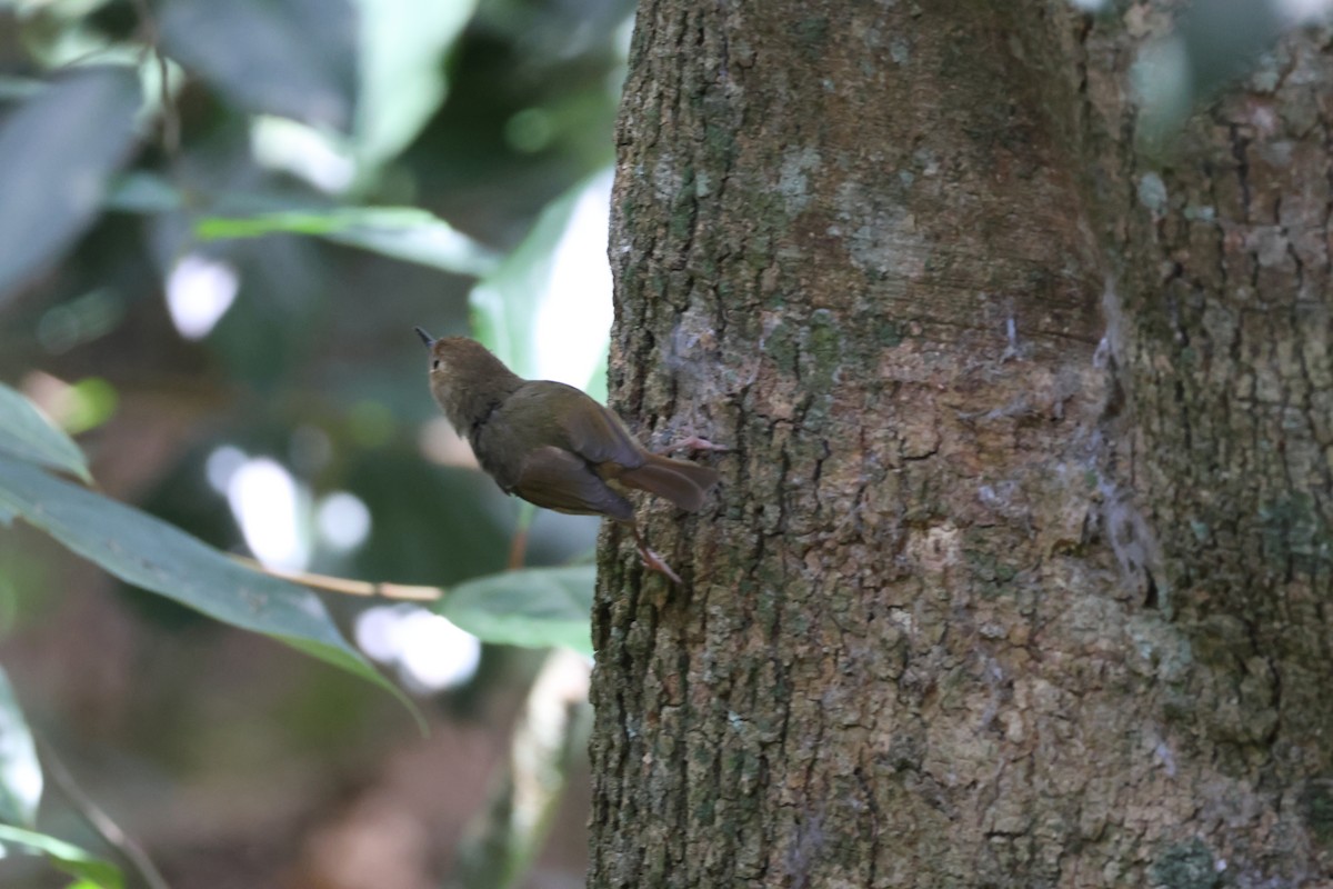 Кущовик східний - ML646959189