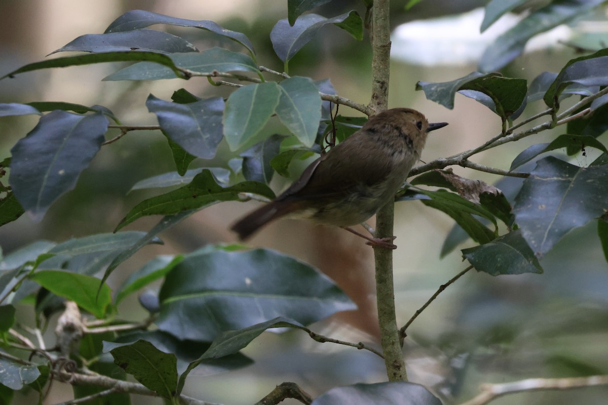 Кущовик східний - ML646959190