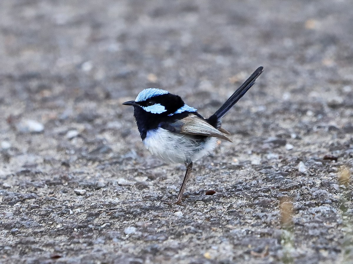 Superb Fairywren - ML646959193