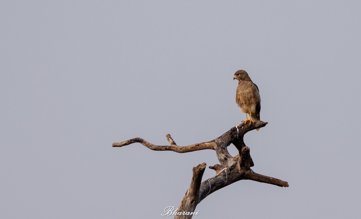 White-eyed Buzzard - ML646959197