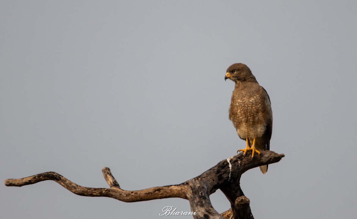 White-eyed Buzzard - ML646959198