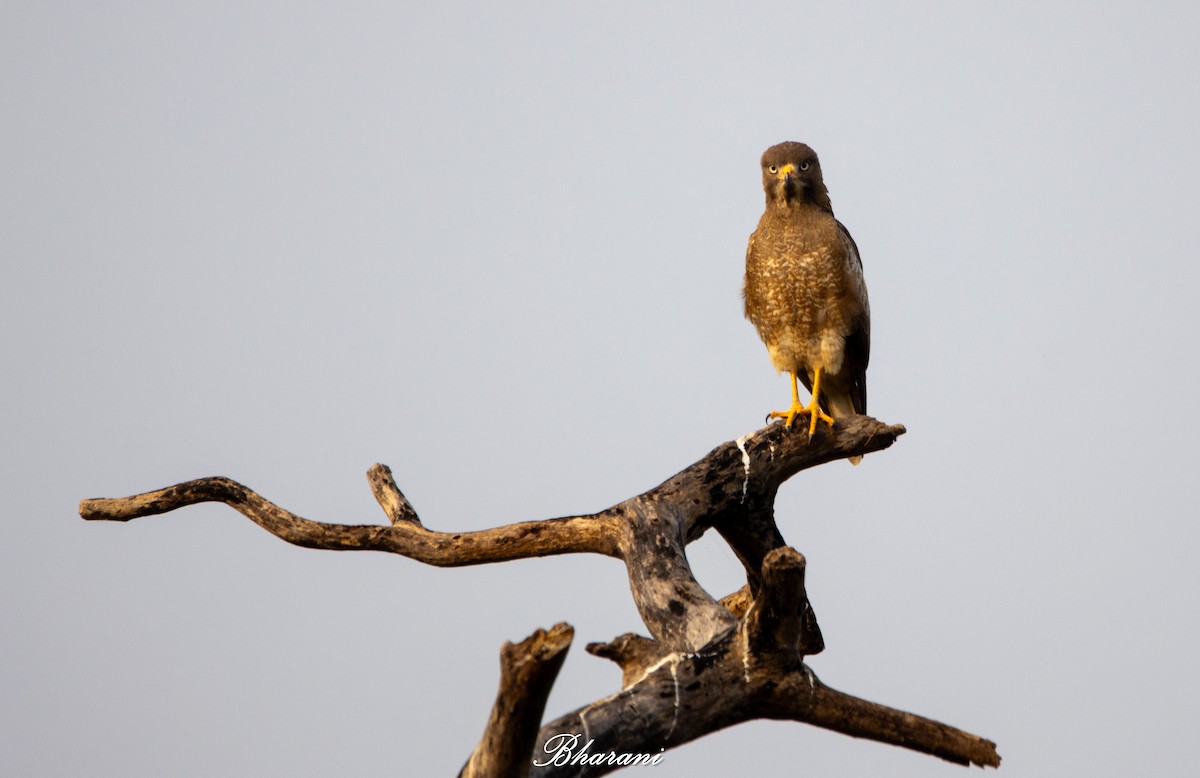 White-eyed Buzzard - ML646959200