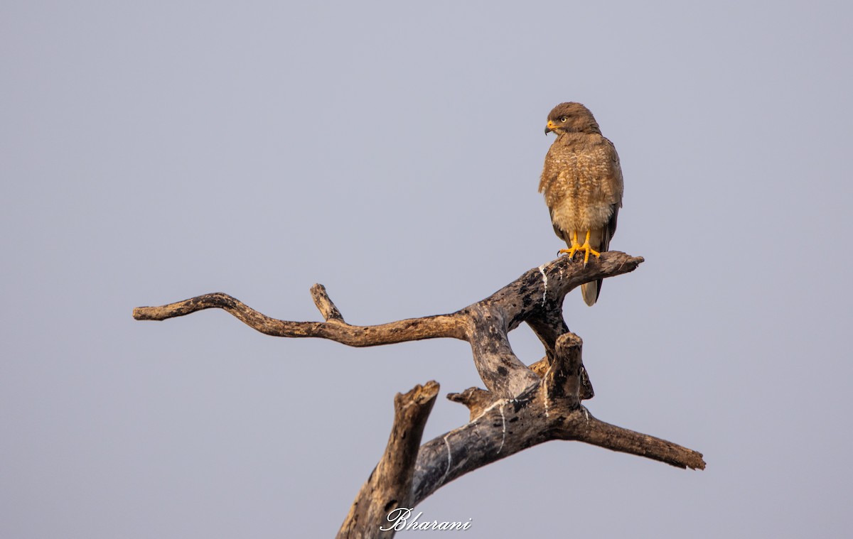 White-eyed Buzzard - ML646959201
