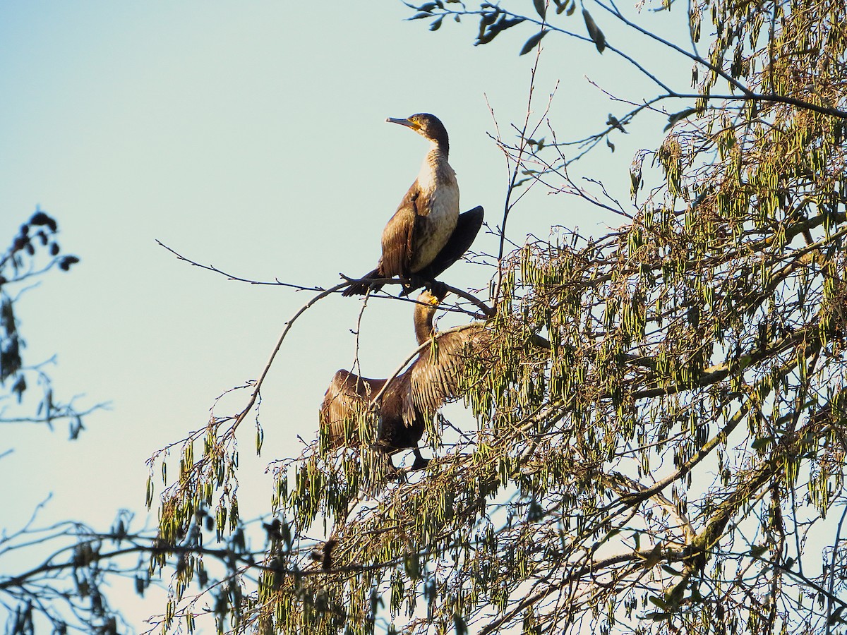 kormorán velký - ML646959209