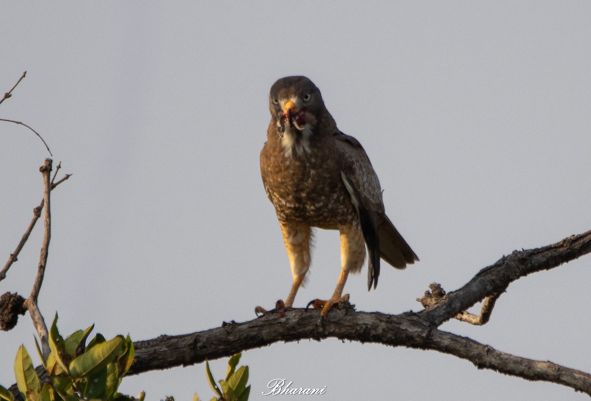 White-eyed Buzzard - ML646959210
