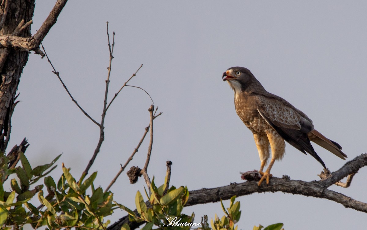 White-eyed Buzzard - ML646959211