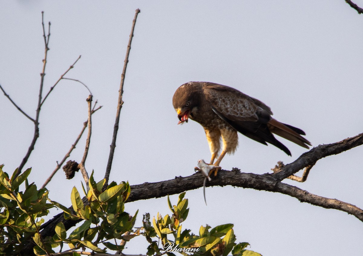 White-eyed Buzzard - ML646959212